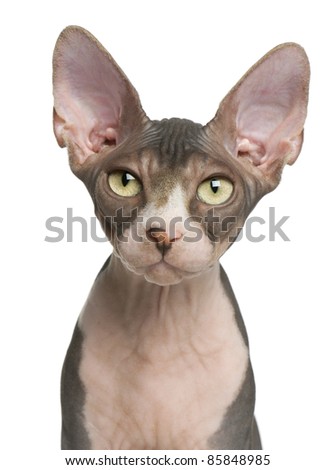 Similar – Image, Stock Photo Sphynx cat on shoulder of owner