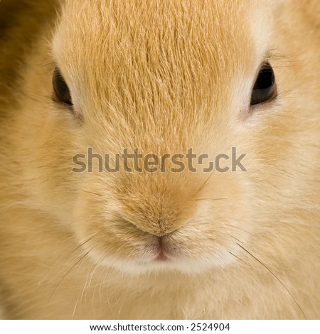 Close-up on a Rabbit watching the camera in front of a black background