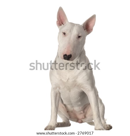Bull Terrier sitting in front of a white background