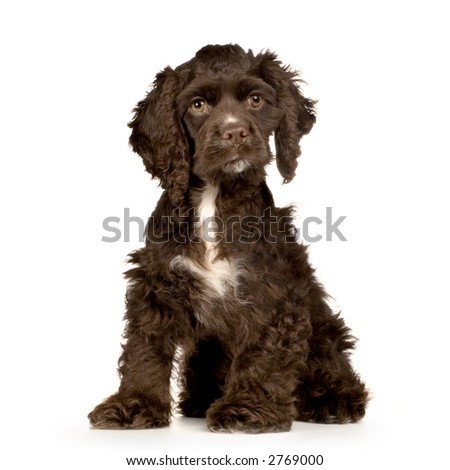 Puppy Cocker Spaniel Breed Brown Sitting In Front Of A White Background ...