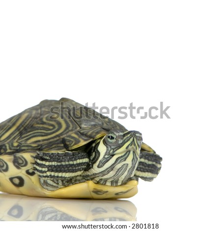 Red-footed tortoise in front of a white backgroung