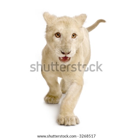 studio shot of a white Lion Cub  (5 months) in front of a white background.