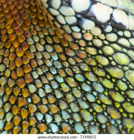 colorful reptile skin
