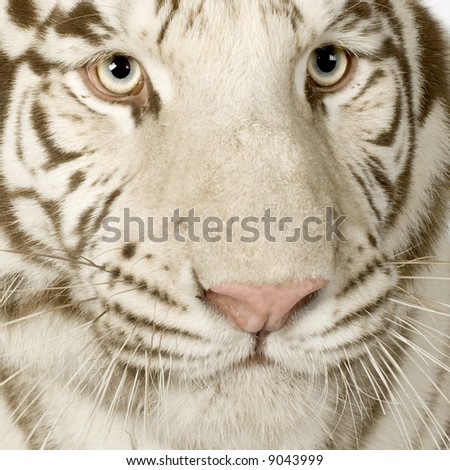 White Tiger (3 years) in front of a white background