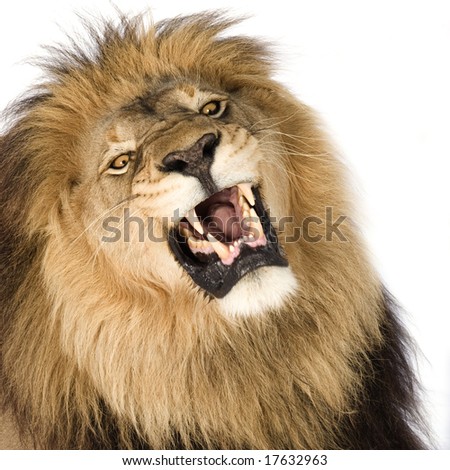 Lion (4 And A Half Years) - Panthera Leo In Front Of A White Background ...