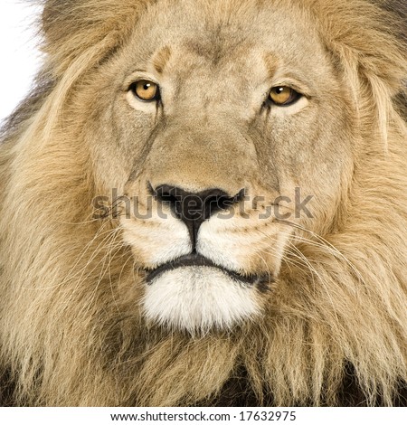 Lion (4 and a half years) - Panthera leo in front of a white background