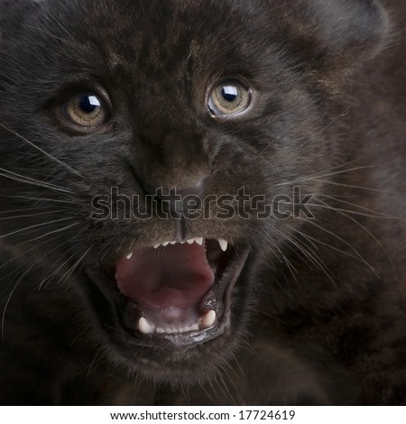 Jaguar cub (2 months) - Panthera onca in front of a white background