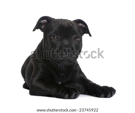 puppy Staffordshire Bull Terrier (2 months) in front of a white background