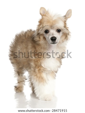 Chinese Crested Dog - Powderpuff puppy (3 months old) chinese crested dog in front of a white background
