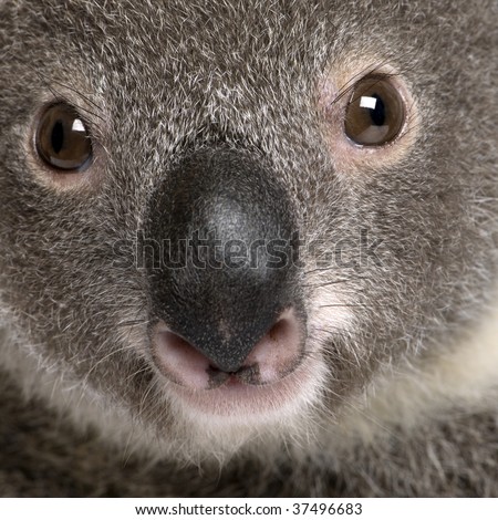 Close-up portrait of male Koala bear, Phascolarctos cinereus, 3 years old