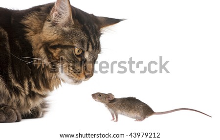 Maine Coon looking at wild mouse, 7 months old, in front of white background