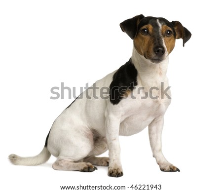 Jack Russell Terrier, 18 Months Old, Sitting In Front Of White ...