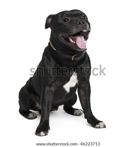Staffordshire Bull Terrier, 2 years old, sitting in front of white background