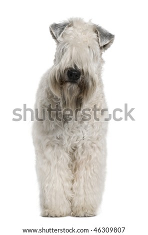 Soft-coated Wheaten Terrier, 1 year old, standing in front of white background