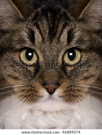 Crossbreed cat, 3 years old, looking at camera