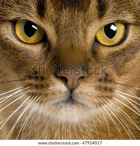 close up of a Abyssinian (9 months old)