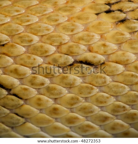 Close-up of Trans-Pecos rat snake scales, Bogertophis subocularis