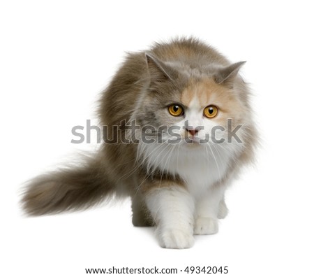 British longhair cat, 11 months old, walking in front of white background