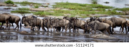 Wildebeest, Serengeti National Park, Serengeti, Tanzania, Africa