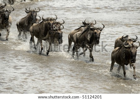 Wildebeest, crossing river Mara, Serengeti National Park, Serengeti, Tanzania, Africa