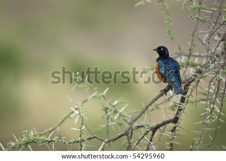 Starling on branch, Serengeti National Park, Serengeti, Tanzania, Africa