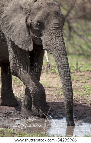 African elephant drinking, Serengeti National Park, Serengeti, Tanzania, Africa