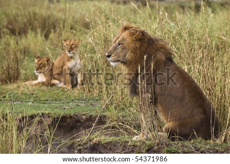 Adult lion sitting and two lionesses in the background, side view