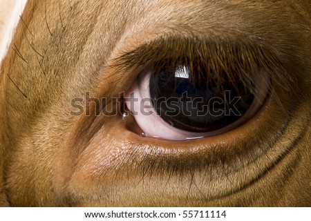 Holstein cow, 4 years old, looking at camera, close up on eye