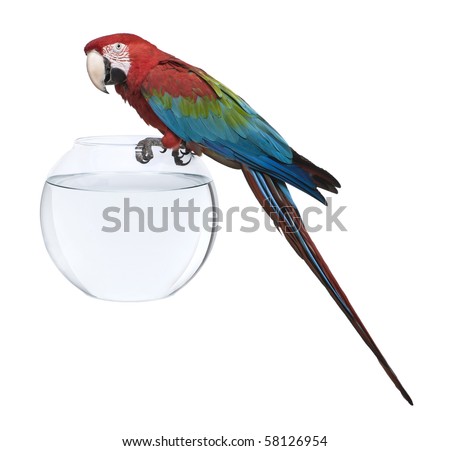 Red-and-green Macaw, Ara chloropterus, standing on fish bowl in front of white background