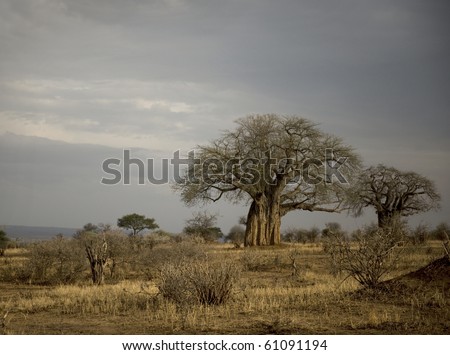 Balboa Trees In The Serengeti, Tanzania, Africa Stock Photo 61091194 ...