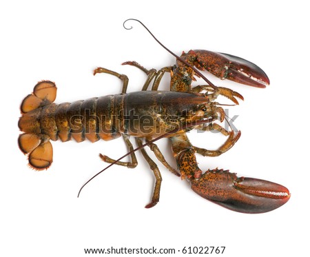 High Angle View Of American Lobster, Homarus Americanus, In Front Of ...