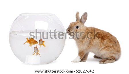 Rabbit looking at goldfish in bowl in front of white background