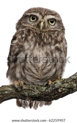 stock photo : Young owl perching on branch in front of white background