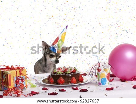 Chihuahua at table wearing birthday hat and looking at birthday cake in front of white background