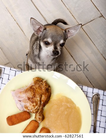 Chihuahua sitting and looking up at food on plate at dinner table