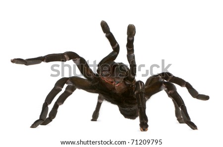 Tarantula spider attacking, Haplopelma Minax, in front of white background