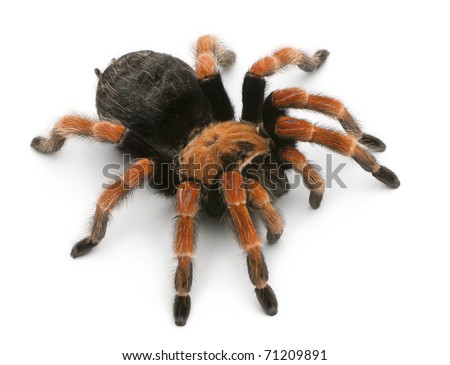 Tarantula spider, Brachypelma Boehmei, in front of white background