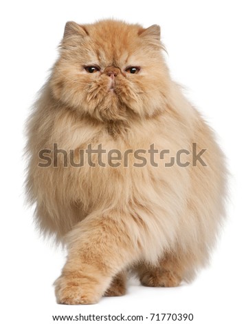 Persian cat, 3 years old, in front of white background