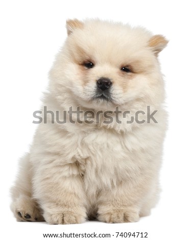 Chow chow puppy, 11 weeks old, sitting in front of white background