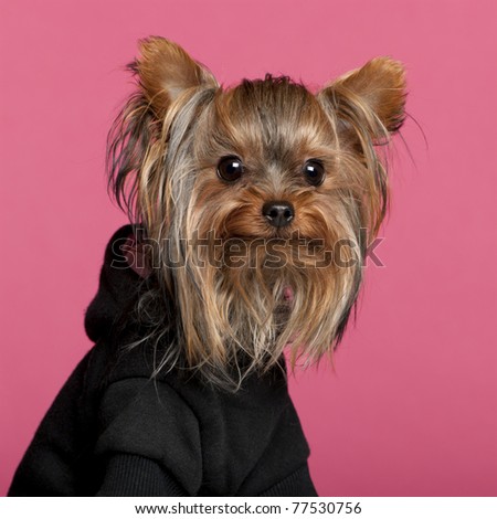 Close-up of Yorkshire Terrier wearing black sweatshirt hoodie, 1 year old, in front of pink background