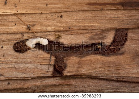Longhorned Beetle larva, Cerambycidae Sp, burrowing into wood