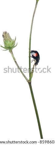 Asian lady beetle, or Japanese ladybug or the Harlequin ladybird, Harmonia axyridis, on plant in front of white background