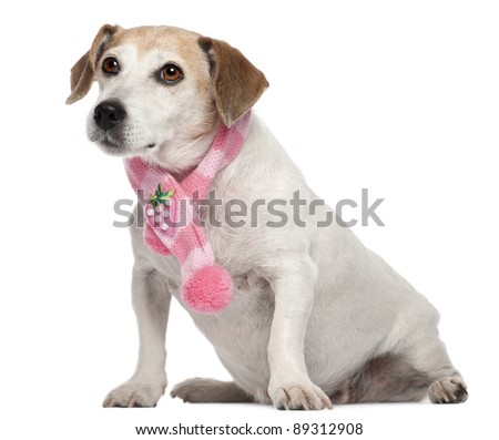 Fox Terrier wearing pink scarf, 8 years old, sitting in front of white background