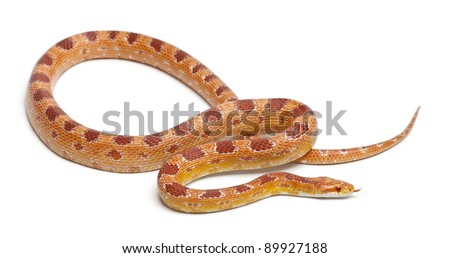 Okeetee albinos Corn Snake, Red Rat Snake,  Pantherophis guttatus, in front of white background