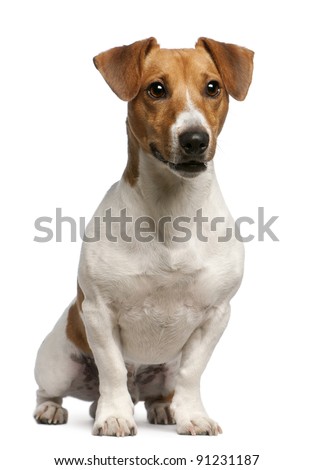 Jack Russell Terrier, 12 months old, sitting in front of white background