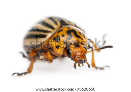 Colorado potato beetle, also known as the Colorado beetle, the ten-striped spearman, the ten-lined potato beetle or the potato bug, Leptinotarsa decemlineata, in front of white background
