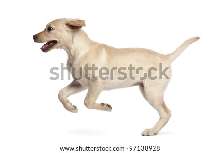 Similar – Image, Stock Photo A young Labrador running towards us