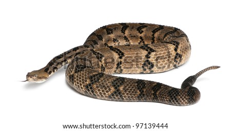 Timber Rattlesnake - Crotalus Horridus Atricaudatus, Poisonous, White ...