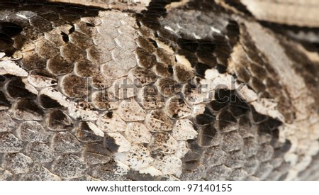 Gaboon Viper Or Butterfly Adder Or Forest Puff Adder Or Swampjack ...