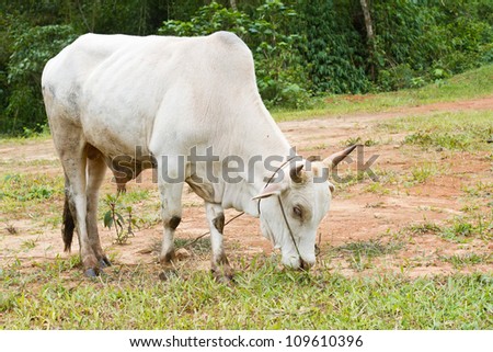 white cow standing